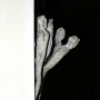 In Situ_
