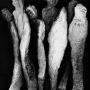 In Situ_